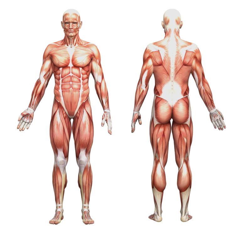 2-Les muscles