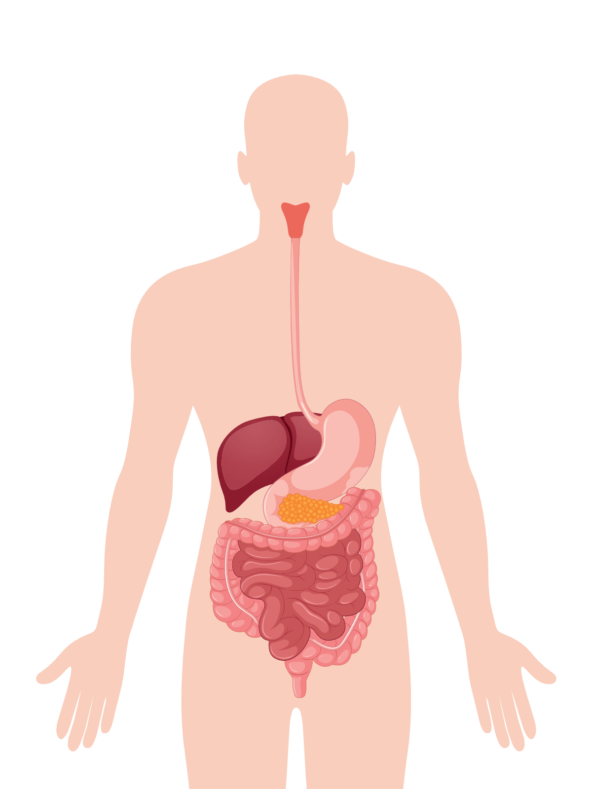 5-Le système digestif