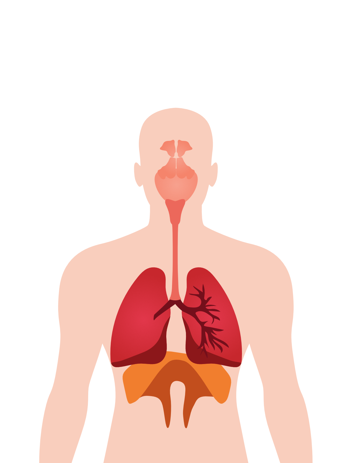 3-Le système respiratoire
